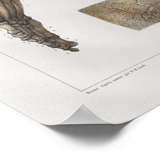 1867 Fußknöchel Vintage Anatomie drucken Poster (Ecke)