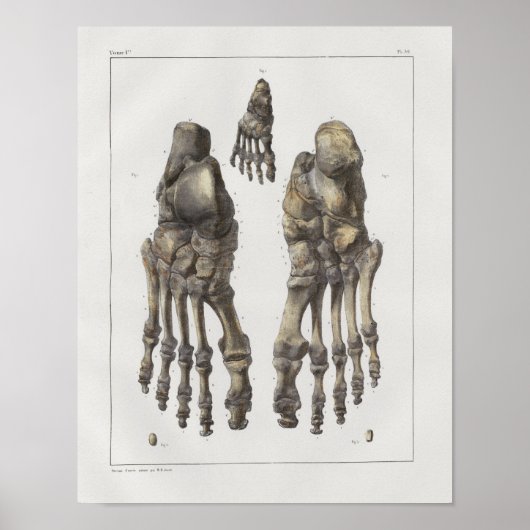 1867 Fußknöchel Vintage Anatomie drucken Poster (Vorne)
