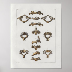 1867 Halswirbel Vintage Anatomie Druck Poster