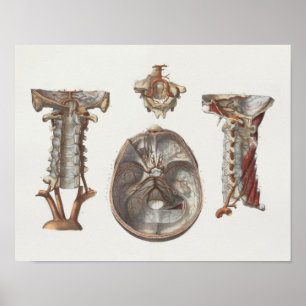 1867 Halswirbelsäule Vintage Anatomie Druck Poster