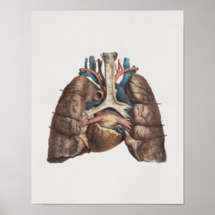 1867 Lungen Herz Vintage Anatomie Druck Poster
