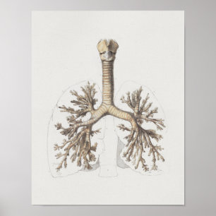 1867 Lungs Bronchi Vintage Anatomy Print Poster