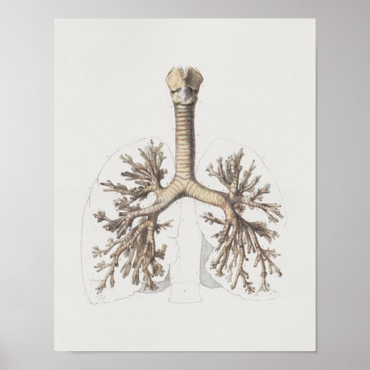 1867 Lungs Bronchi Vintage Anatomy Print Poster (Vorne)