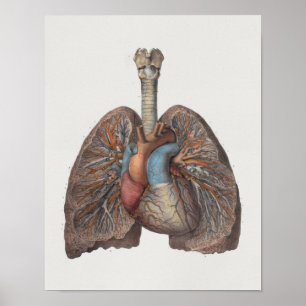 1867 Lungs Heart Vintage Anatomy Print Poster