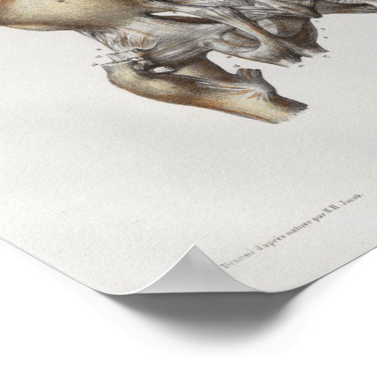 1867 Pelvianische Knochen Vintage Anatomie Print Poster (Ecke)