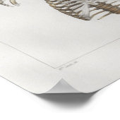 1867 Rib Käfigknochen Vintage Anatomie drucken Poster (Ecke)