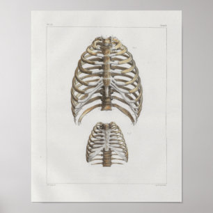1867 Rippenkäfig-Knochen Vintage Anatomie Druck Poster