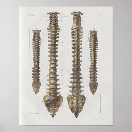 1867 Spinalspalte Vintage Anatomie Medizinische Pr Poster (Vorne)