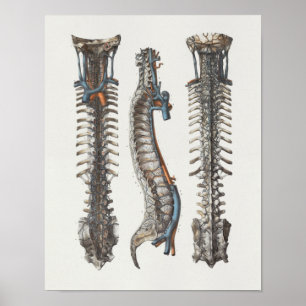 1867 Venen Wirbelsäule Vintage Anatomie Druck Poster