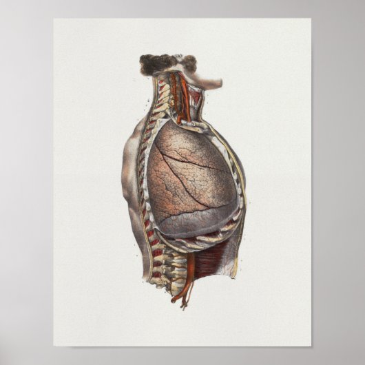 1867 Vintage Anatomie der Brustwirbelsäule Poster (Vorne)