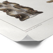 1867 Vintage Anatomie der Lendenwirbelsäule Poster (Ecke)