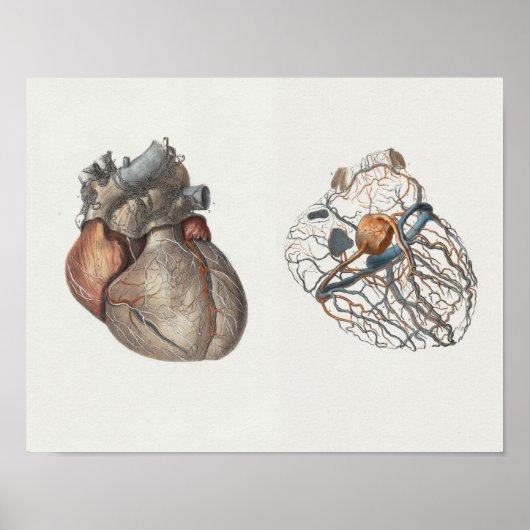 1867 Vintage Anatomie des menschlichen Herzens Poster (Vorne)