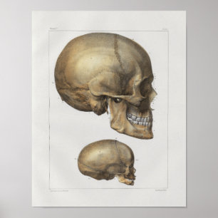 1867 Vintage Anatomie des menschlichen Schädels Poster