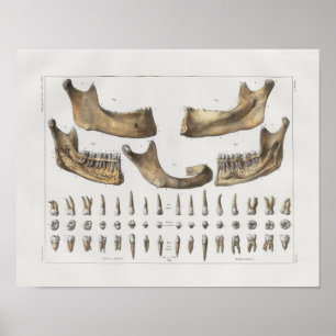 1867 Zahn Zahnmedizin Vintage Anatomie Druck Poster