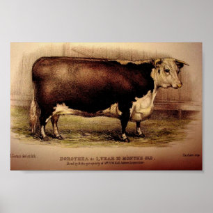1874 Gravur Hereford Cattle DOROTHEA Leominster Poster