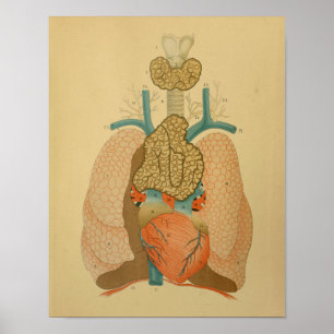 1879 Antike Anatomie-Druck Herz Lungen Poster