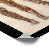 1879 Vintag Bock Anatomie Druck Muskeln Poster (Ecke)