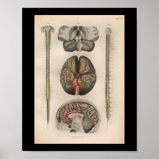 1879 Vintag Bock Anatomie Print Brain Spine Poster (Vorne)
