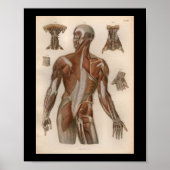 1879 Vintag Bock Anatomy Druckmuskeln Poster (Vorne)