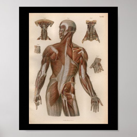 1879 Vintag Bock Anatomy Druckmuskeln Poster (Vorne)