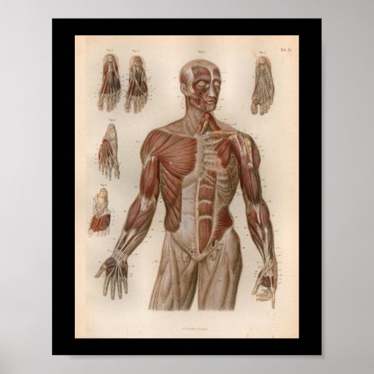 1879 Vintag Bock Anatomy Druckmuskeln Poster (Vorne)