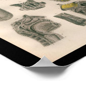 1879 Vintag Bock Anatomy Drucknase Poster (Ecke)