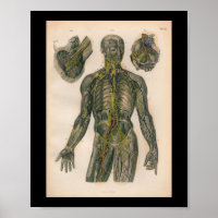 1879 Vintag Bock Anatomy DruckNerves