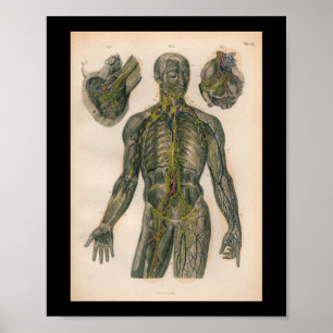 1879 Vintag Bock Anatomy DruckNerves Poster