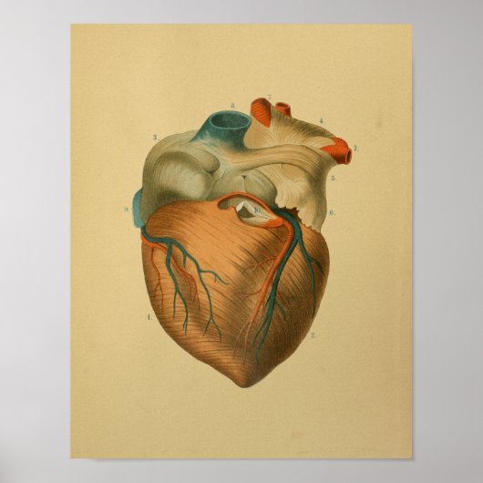 1879 Vintage Anatomie Print Human Heart Poster (Vorne)
