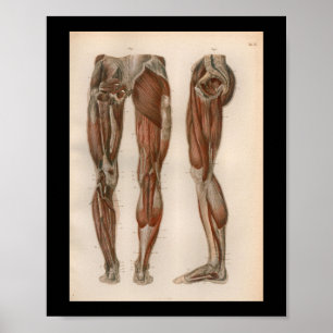1879 Vintage Bock Anatomie Druck Beinmuskulatur Poster