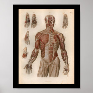 1879 Vintage Bock Anatomie Druck Muskeln Poster