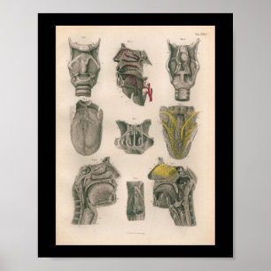 1879 Vintage Bock Anatomiedruck Nase Kehle Poster