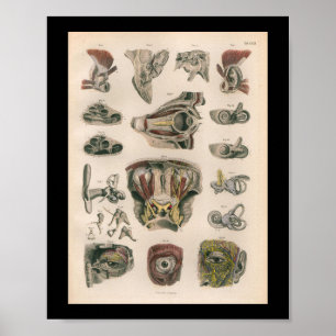 1879 Vintage Bock Anatomy Print Eye Ear Poster