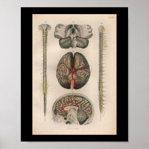 1879 Vintager Bock-Anatomie-Druck-Gehirn-Dorn Poster