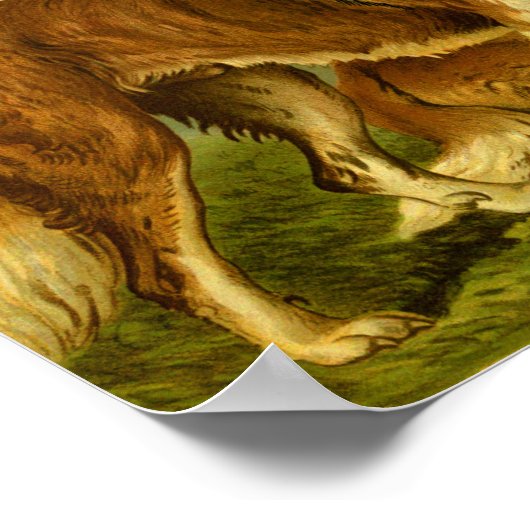 1881 Vintag St. Bernards Print Poster (Ecke)