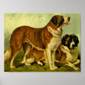 1881 Vintag St. Bernards Print Poster (Vorne)