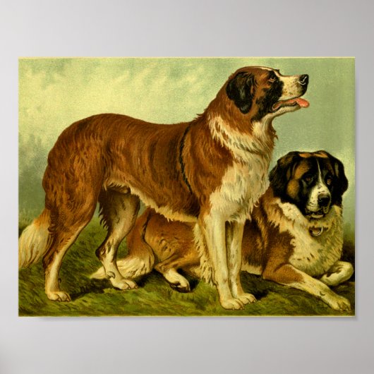 1881 Vintag St. Bernards Print Poster (Vorne)