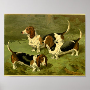 1881 Vintage Basset Hound Druck Poster