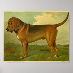 1881 Vintage Bloodhound-Druck Poster