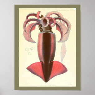 1881 Vintage-Farb-Kalmar-Kunst druck Poster