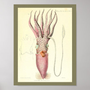 1881 Vintage-Farb-Kalmar-Kunst druck Poster