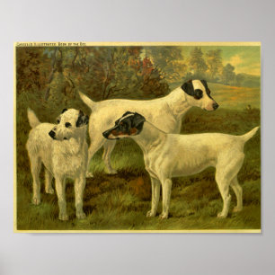 1881 Vintage Fox Terrier Druck Poster