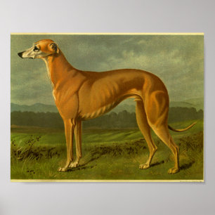 1881 Vintage Greyhound Druck Poster