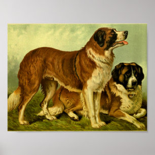 1881 Vintage St. Bernhards Druck Poster
