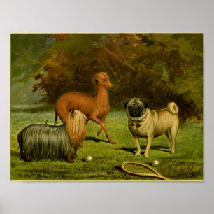 1881 Vintage Terrier und Pug Druck Poster
