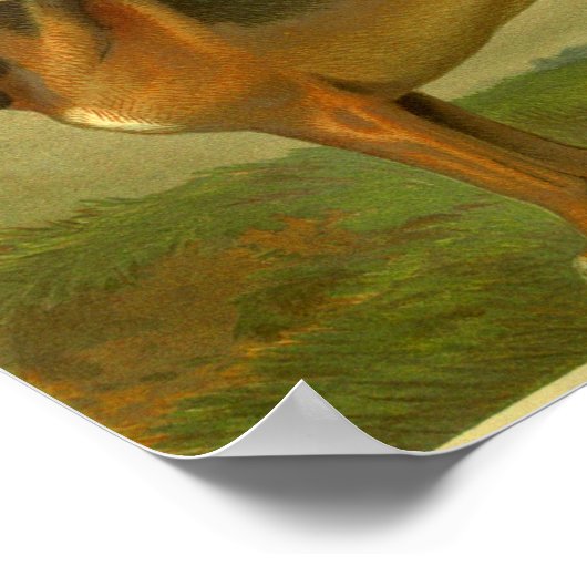 1881 Vintager Bluthund Print Poster (Ecke)