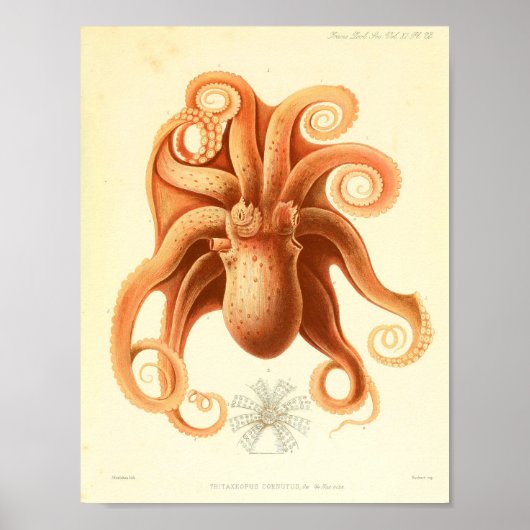 1881 Vintager Oktopus Art Print Poster (Vorne)