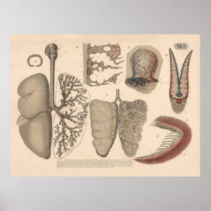 1882 Atmungsorgane Säugetiere Kunst Poster