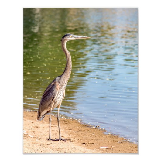 1884-Great Blue Heron Fotodruck (Vorne)