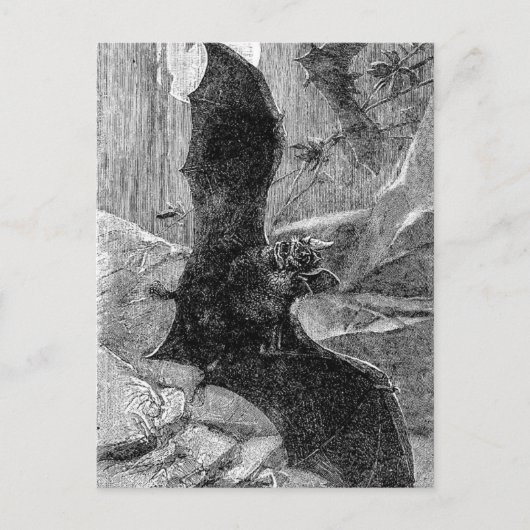 1885 Vampire Bat Illustration Postkarte (Vorderseite)